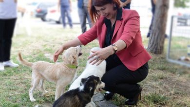 avcilar belediyesi nden kuduz asisi kampanyasi